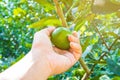 WomanÃ¢â¬â¢s hands are collecting lemons in garden